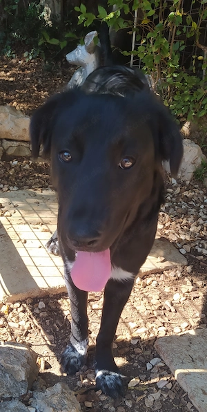 Kleinere Collie Mix Hündin 8Mon 17kg 38cm verspielt und lieb