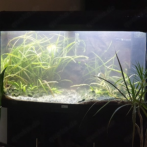Aquarium Juwel 180 Vision 