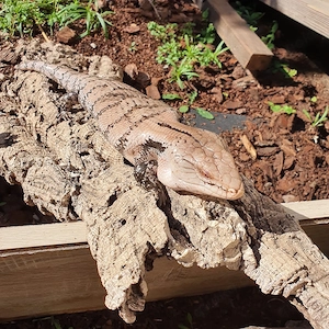 Blauzungenskink - Tiliqua gigas Tausch möglich