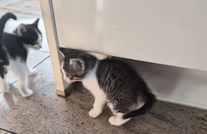 Kleine Kätzchen suchen ein liebevolles Zuhause!      Unsere süßen Kätzchen   Mädchen und Jungen   su