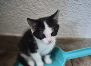    Liebevolle Kätzchen suchen ein liebevolles Zuhause   1 Junge & 1 Mädchen   