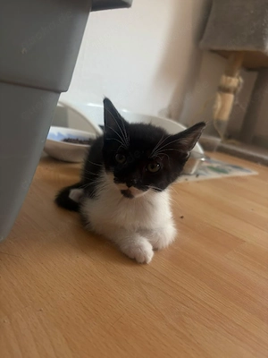 katzen mix Babys 
