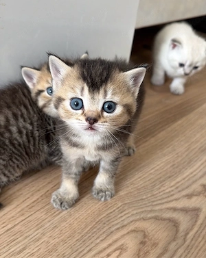 süsse bkh kitten