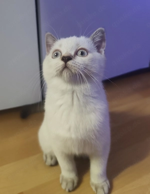Eine Britisch Kurzhaar Colorpoint-Katze