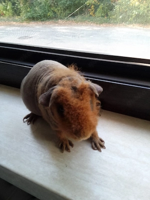 Skinny Meerschwein 