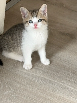 britische mix katzen