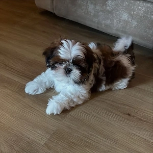 Entzückende Shih Tzu Welpen zur Adoption