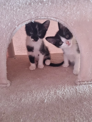 Katzenbaby in liebevolle Hände abzugeben