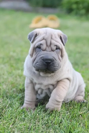 Shar-Pei Welpen   verschiedene Farben und Altersstufen