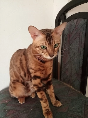 Bengal Katze 3 Jahre