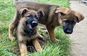 Deutsche Schäferhund Welpen 