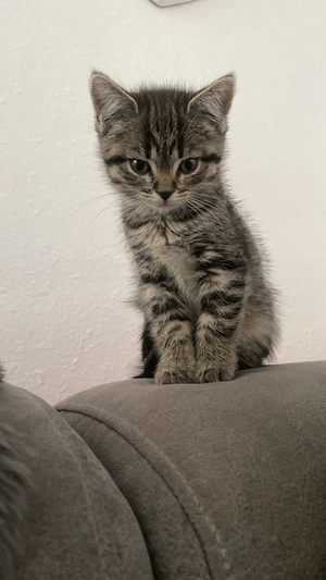 BKH Kitten 