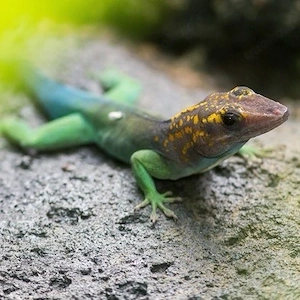 Suche Anolis M.Marmoratus weibchen