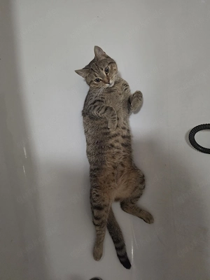 katze 1 jahr alt abzugeben