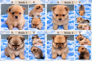 Süße Pomchi Welpen (Chihuahua - Pomeranian Zwergspitz)