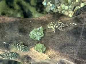 L519 Ancistrus sp.  Rio Itenez    eigene Nachzucht aus privater Aquarienhaltung