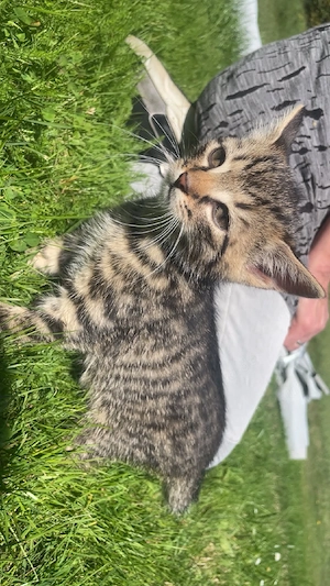 Katzen zu verkaufen