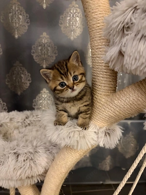 BKH Kitten Kitty und Lilly entwurmt mit Impfpass