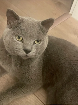 bkh kater grau 