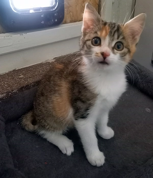 Junge Glückskatze | Katzenbaby | Katzen | Kitten
