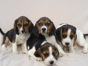 Beagle Welpen tricolor