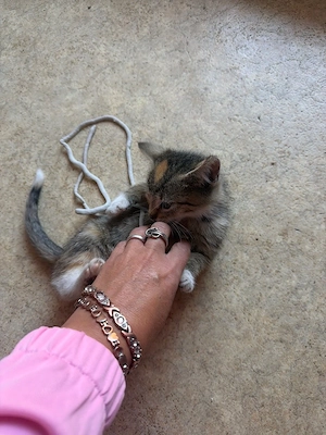 katzenbaby 