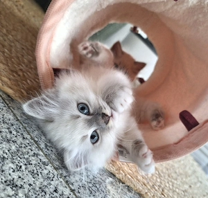 Heilige Birma Kitten 