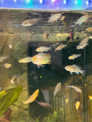 Vielfarbiger Maulbrüter   eigene Nachzucht aus privater Aquarienhaltung