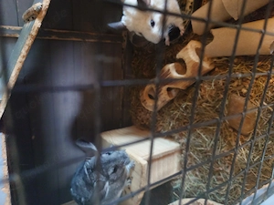 Chinchillas zu verkaufen 