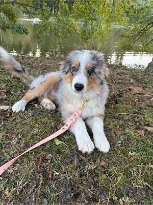 Kleine, verschmuste Australian Shepherd Hündin Blue Merle