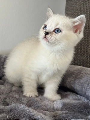 BKH Kitten *Nur noch 2 übrig*