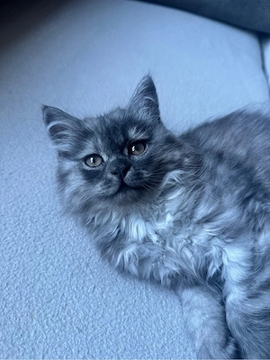Unsere beiden süßen Kater suchen ein Zuhause.