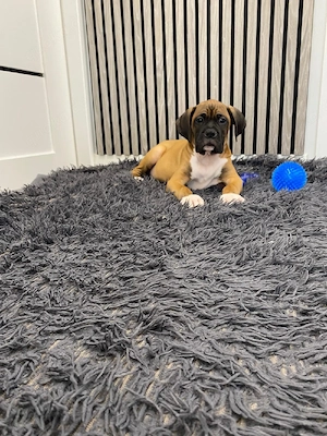 Boxer-Welpen