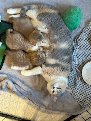 Drei süße BKH Kater