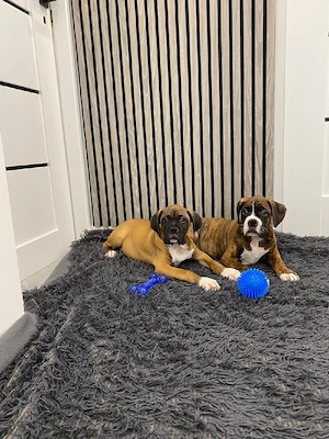 Boxer-Welpen