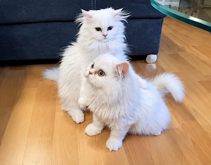 Perserkater Brüderpaar Kitten