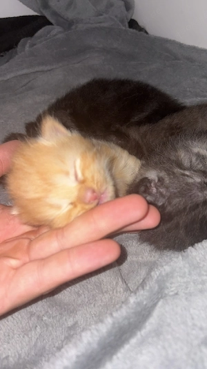 BKH Main-Coon mix kitten 