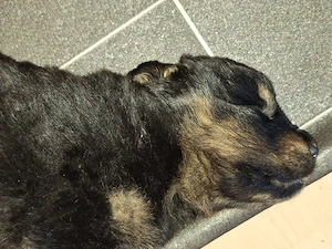 Rottweiler welpen 