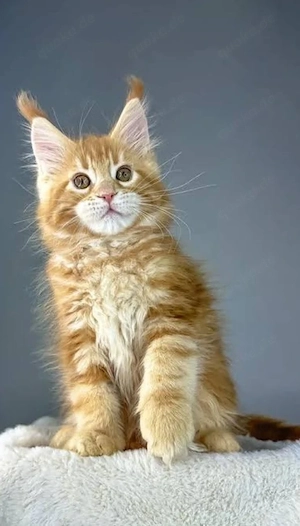 Maine-Coon-Kätzchen mit ruhigem Wesen