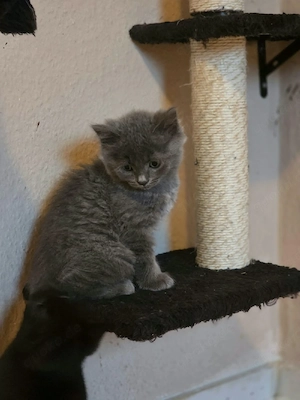 Liebevolle BKH-Mix Kitten suchen ein verantwortungsvolles Zuhause