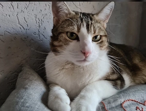 Lieber Kater 