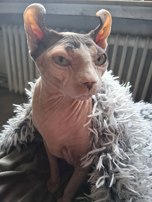 Sphynx Katzen zu verkaufen 
