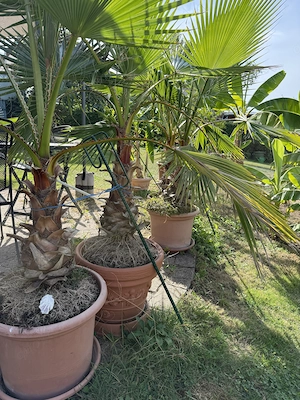 Palmen "Washingtonia filifera" mit Topf