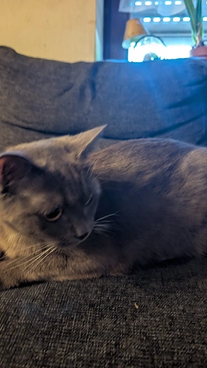 Liebes Katzenmädchen 10 mon.