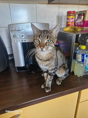 Kleiner Kater schön gemustert 15 Monate