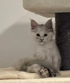 Maine Coon Kitten black silver tortie chinchilla 