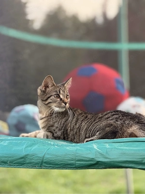 Liebe, verspielte Katze sucht ein liebevolles Zuhause     