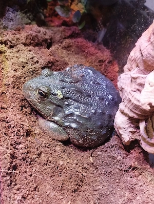 Afrikanischer Ochsenfrosch, Grabfrosch, Pyxicephalus adspersus