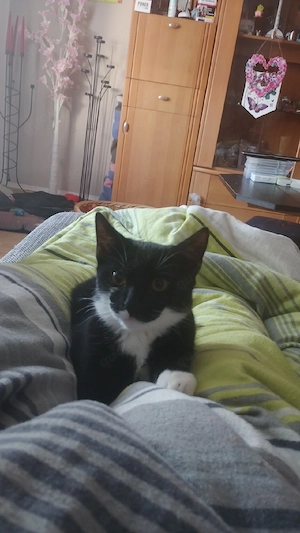 Kater Zu Verkaufen 