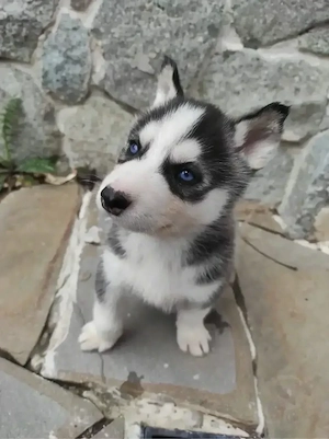 Husky Welpe 